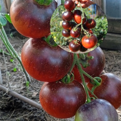 Solanum lycopersicum 'Zar-Ugli' - Harilik tomat 'Zar-Ugli' P9/0,55L